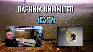 How I Raise Daphnia Water Fleas And You Can Too [upl. by Ekusoyr]