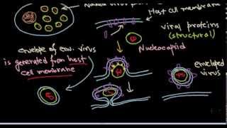 13 Release of enveloped virus from the host cell [upl. by Ycnalc]