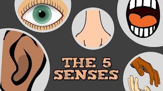 THE 5 SENSES catchy song for kids about quotsee hear smell taste touchquot [upl. by Anabal211]