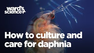 Caring and Culturing for Daphnia [upl. by Maisel]