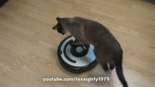 Cat shows HOW TO use iRobot Roomba Vacuum [upl. by Adamek426]