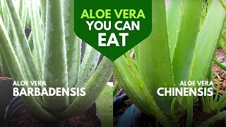 Which Aloe Vera is Edible [upl. by Tomaso]