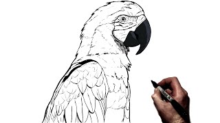 How To Draw A Parrot  Step By Step [upl. by Taam]