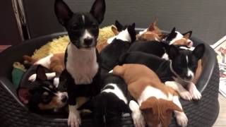 14 basenji puppies at Kingwanas Basenjis [upl. by Ttennaj901]