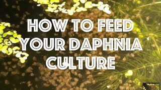 How To Feed Your Daphnia Culture [upl. by Kjersti]