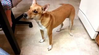 Basenji Yodel  What Sound Does An quotAfrican Barkless Dogquot Basenji Make [upl. by Eitsirk]