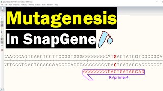 Simulate Mutagenesis In SnapGene [upl. by Alleuqcaj554]