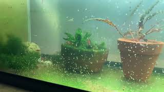 Daphnia Culturing Snails or no snails [upl. by Parent699]