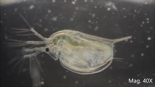 Daphnia magna under the Microscope [upl. by Marola]