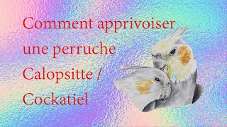 Comment apprivoiser une calopsitte partie 1  How to Tame a Cockatiel part 1 [upl. by Melcher]