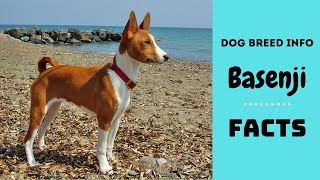 Basenji dog breed All breed characteristics and facts about Basenji dogs [upl. by Xirtaeb]