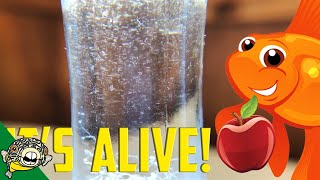 How to culture Vinegar Eels The EASY Way Live Fish Food [upl. by Akisey69]