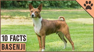 Basenji Dog Breed  Top 10 Facts  Dog World [upl. by Lanoil41]