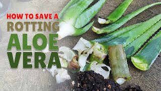 How To Save A Rotting Aloe Vera Plant [upl. by Meibers964]