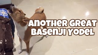 Another Great Basenji Yodel [upl. by Sprage]