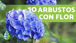 10 ARBUSTOS CON FLORES para el JARDÍN  Nombres y Cuidados [upl. by Gaile220]