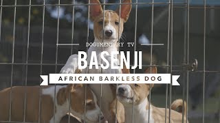 ALL ABOUT BASENJI THE AFRICAN BARKLESS DOG [upl. by Kary728]