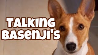 Talking Basenjis [upl. by Austin]