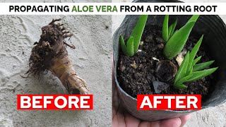 How To Propagate Aloe Vera From A Rotting Root and Stem Stump [upl. by Eeltrebor]