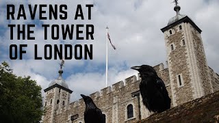 Why Are Ravens Kept At The Tower Of London [upl. by Mojgan961]