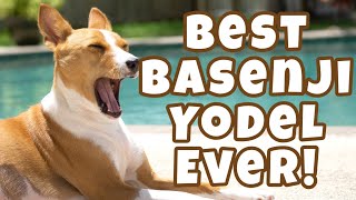 Best Basenji Yodel Ever [upl. by Fairlie903]