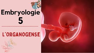 Embryologie  lorganogenèse   2021  شرح بالدارجة [upl. by Azarcon]