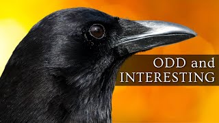 10 Odd and Interesting Facts About Crows and Ravens North America [upl. by Atnod]