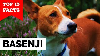 Basenji  Top 10 Facts [upl. by Beltran407]