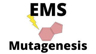 EMS Mutagenesis explained [upl. by Canale]