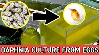 HOW TO HATCH DAPHNIA EGGS  HOW TO CULTURE DAPHNIA [upl. by Cassandre350]