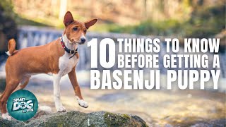 Basenji Puppies  Things to Know about Before Getting A Basenji Puppy [upl. by Guilbert]