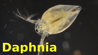 Daphnia [upl. by Buehrer133]