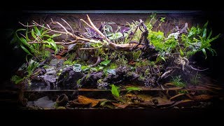 The ULTIMATE FireBellied Toad Paludarium [upl. by Tychon]