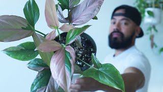 How To Care and Propagate Syngoniums  Arrowhead Plant Care Tips 2021 [upl. by Nayra]