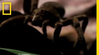 Deadly Spider Bite  National Geographic [upl. by Mendive274]