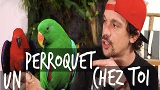 UN PERROQUET CHEZ TOI   VLOG TOOPET [upl. by Iruahs]