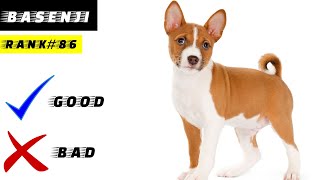 basenji HistoryProsConsAppearanceTemperament [upl. by Akirahs75]