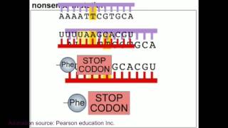 Mutation and DNA repair mechanism animation [upl. by Guntar644]