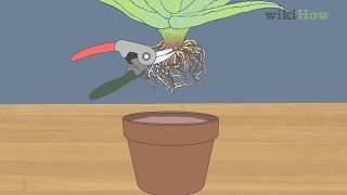 How to Revive a Dying Aloe Vera Plant [upl. by Shulock647]