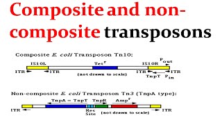 Composite and noncomposite transposons [upl. by Perla]