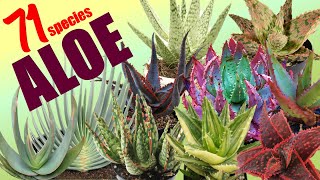 71 ALOE SPECIES  HERB STORIES [upl. by Sakovich]