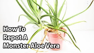 How To Repot And Divide Aloe Vera Plants  Repotting Tips [upl. by Athiste]