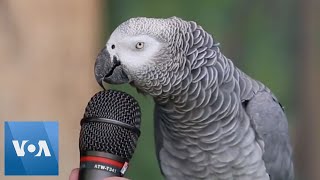 Talking Parrot  VOANews [upl. by Suollecram672]