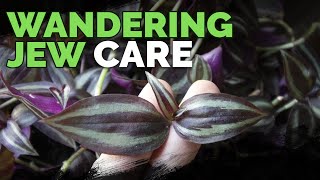 Wandering Jew Plant Care Growing Tradescantia Zebrina [upl. by Towney]