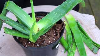 DIY  How To Grow Aloe Vera Propagate Aloe Vera [upl. by Garreth]