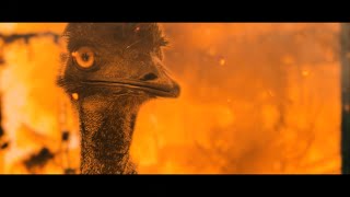 1932 The Great Emu War  Official Trailer [upl. by Oina]