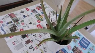 How to Revive a Dying Aloe Vera Plant [upl. by Cuyler]