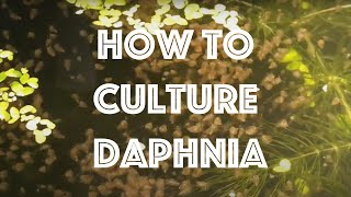 How To Culture Daphnia Magna [upl. by Pamella]