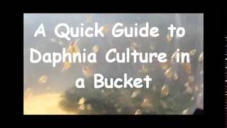 How to culture daphnia outside [upl. by Kele]