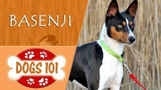 Dogs 101  BASENJI  Top Dog Facts About the BASENJI [upl. by Anderea77]